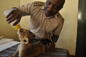 Read more about the article Your Guide to the 7 Best Wildlife Centers in Nairobi