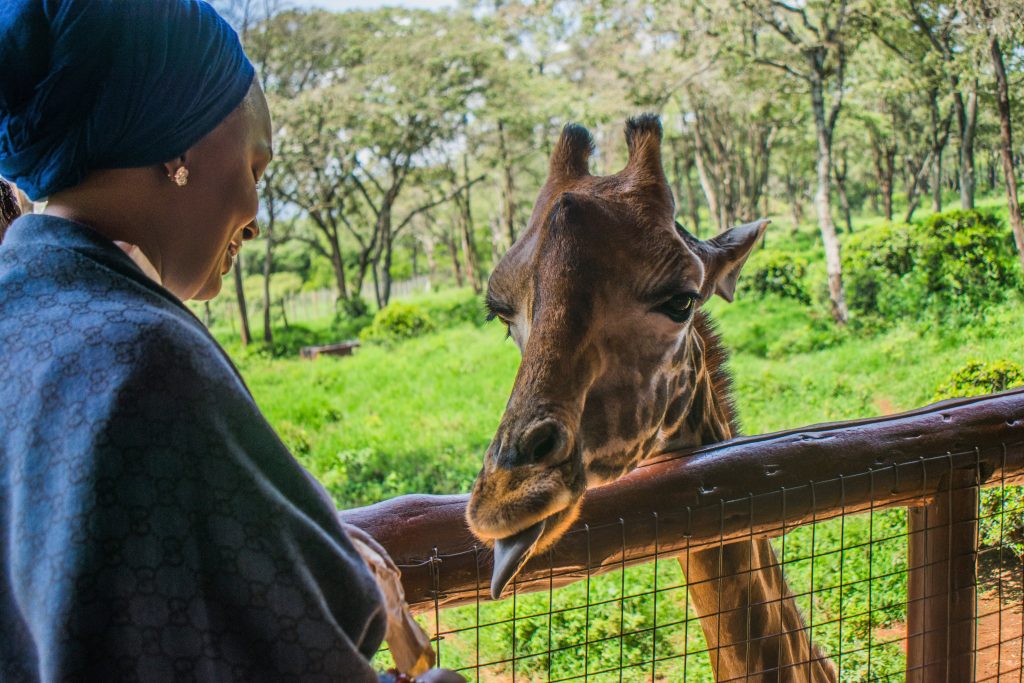 Woman feeding a giraffe at Giraffe Centre