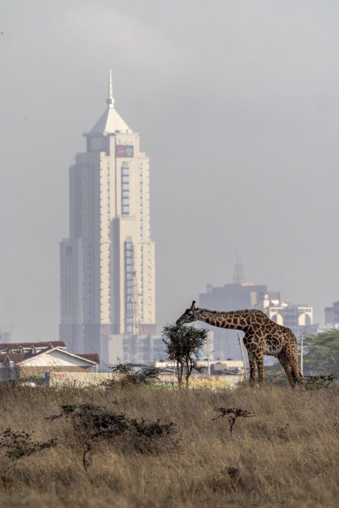 Giraffe at Nairobi National Park