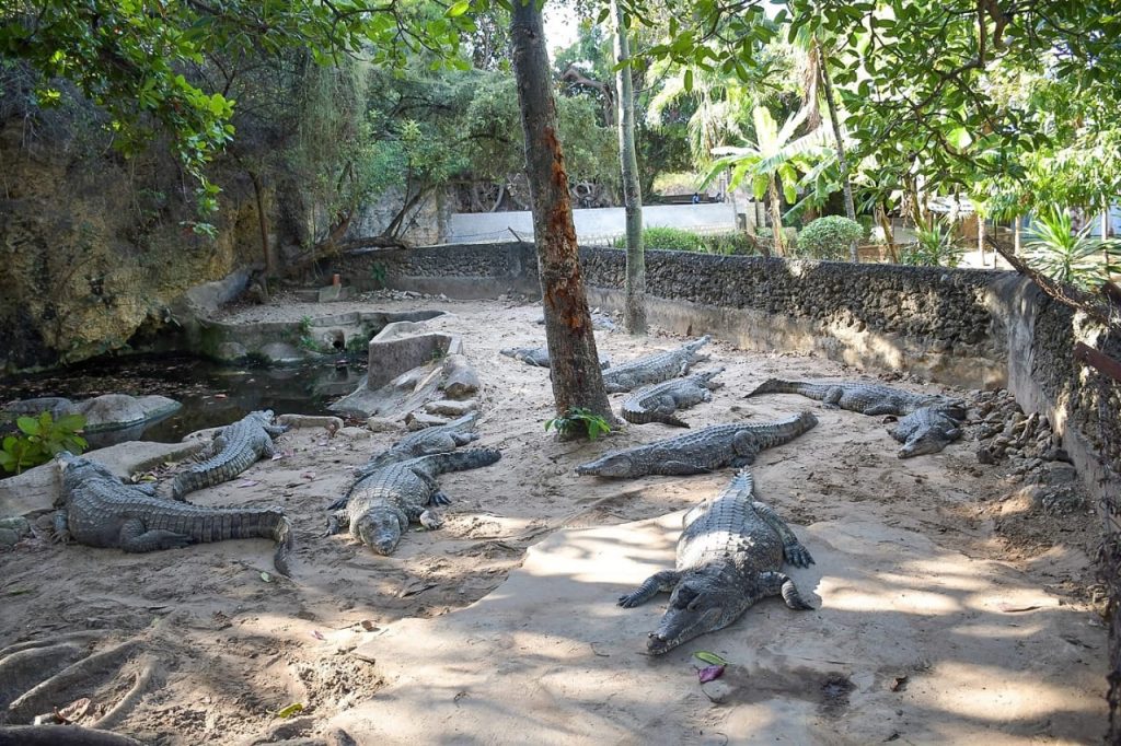 Crocodiles Wildlife in Mamba village