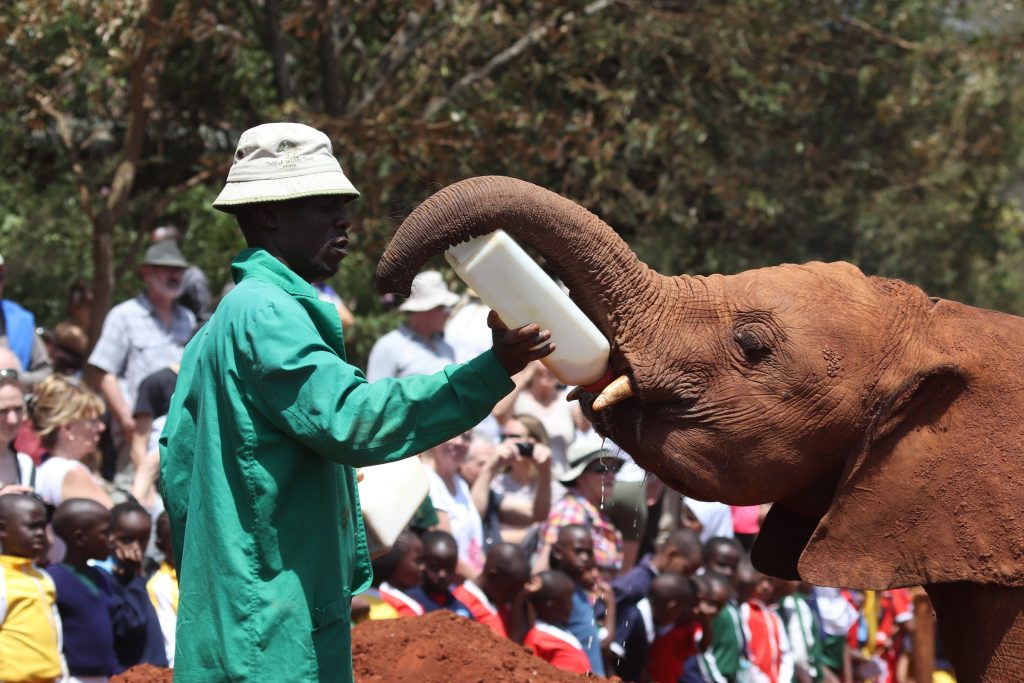 Elephant Feeding at David Sheldrick  Nairobi