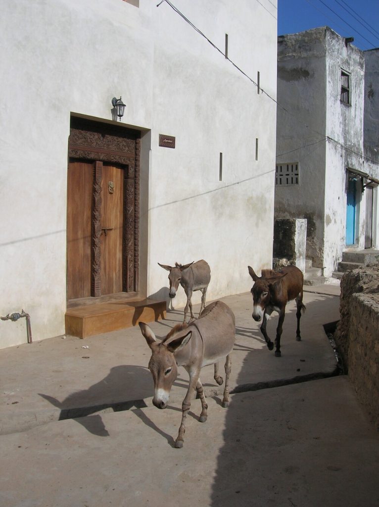 Donkeys on Lamu Old Town Street