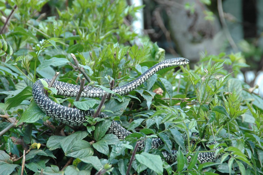 A Snake at Snake Park Nairobi