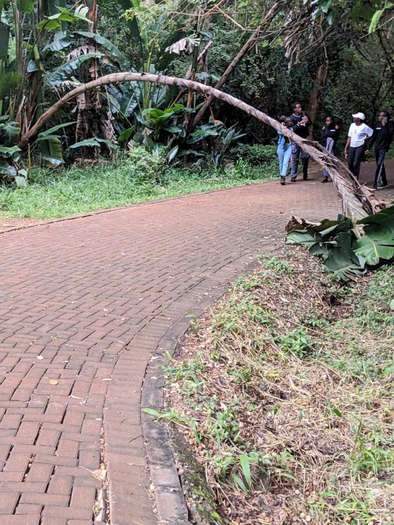 Nairobi Arboretum